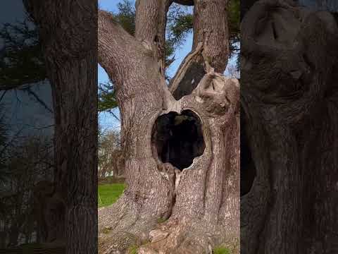 Snape's Tree - Iconic Harry Potter Filming Location in the UK! #harrypotter #wizardingworld